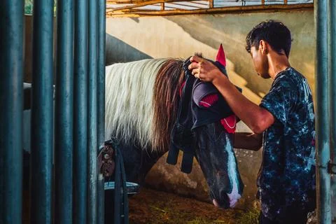 Stable Hand Putting Fly Mask on Horse in Morning Light Stock-Fotos