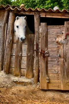Stable horse Stock Photos
