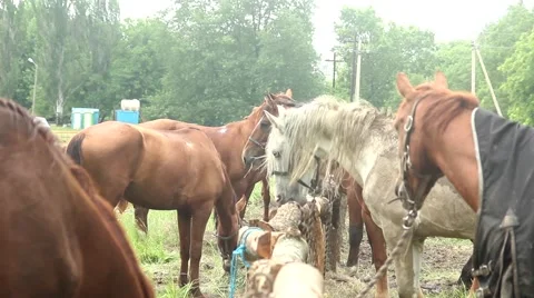 Stable with horses 스톡 동영상 51364524