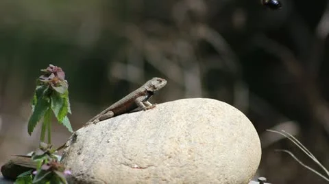 A stable lizard Stock Footage 22426779