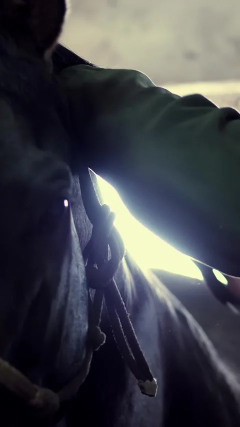 In the stable, a man caring for a thoroughbred, black horse. he brushes Stock Footage 318590013