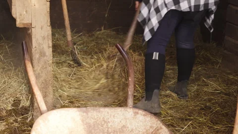 Stable Mucking Process with Shovels and Pitchforks in Horse Farming and Barn Stock Footage 333465287