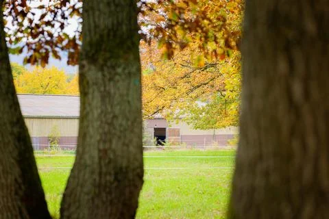 Stable Scene 写真素材