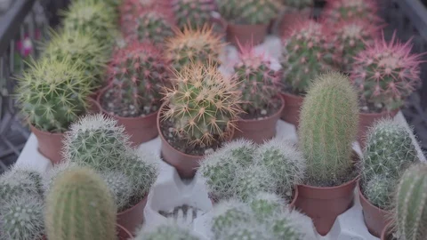 Stable Shot of Cactus Stock Footage 94032803