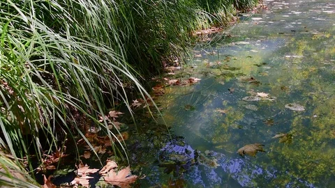 Stable shot of lake water surface with reflection brown leafs floating. Stock Footage 114220905