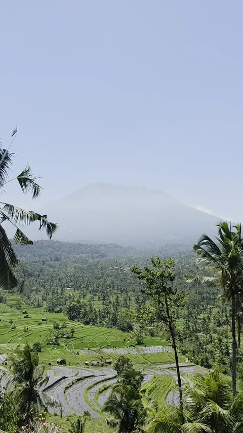 Stable shot of Mount Agung Over Rice Terraces in Sidemen Bali Stock Footage 345376383