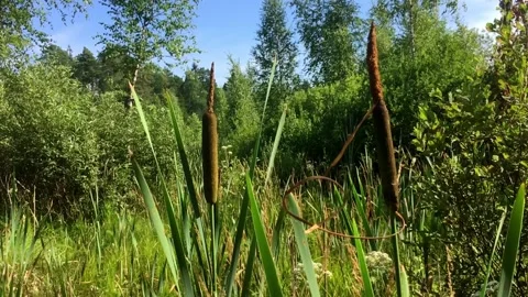 Stable shot no animals. Stock Footage 157671910