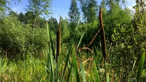 Stable shot no animals. Stock Footage 157671927