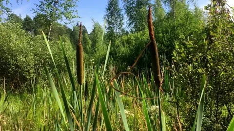 Stable shot no animals. Stock Footage 157671931