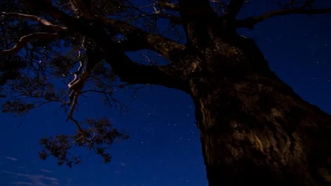 Stable shot from tree trunk looking up at night sky Stock Footage 99428709