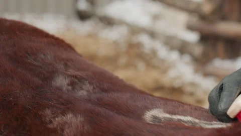 Stable technician smoothing trimmed patch with red hand brush, gloved grip and Stock Footage 323132347