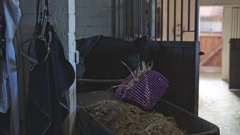 Stable worker using a pitchfork to deliver feed to a black horse waiting inside Stock-Footage 332115939