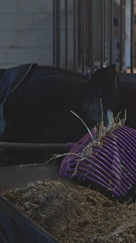 Stable worker using a pitchfork to deliver feed to a black horse waiting inside 스톡 동영상 332228830