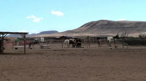 Stables and horses Stock Footage 20478386