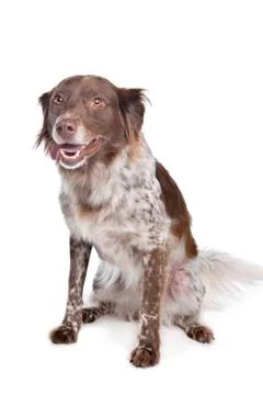 Stabyhoun Stock Photos