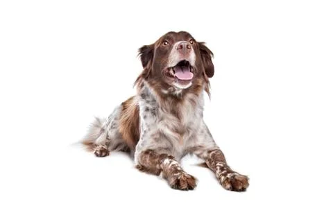 Stabyhoun Stock Photos