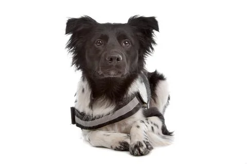 Stabyhoun Stock Photos