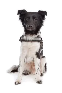 Stabyhoun Stock Photos