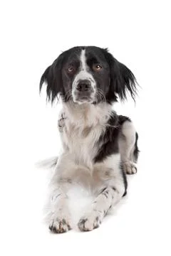 Stabyhoun Stock Photos