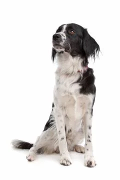 Stabyhoun Foto stock