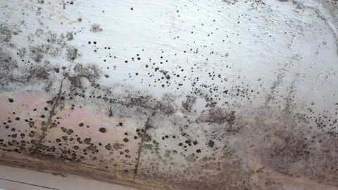 Stachybotrys chartarum also known as black mold or toxic black mold. The mold in Stock Footage 166991400