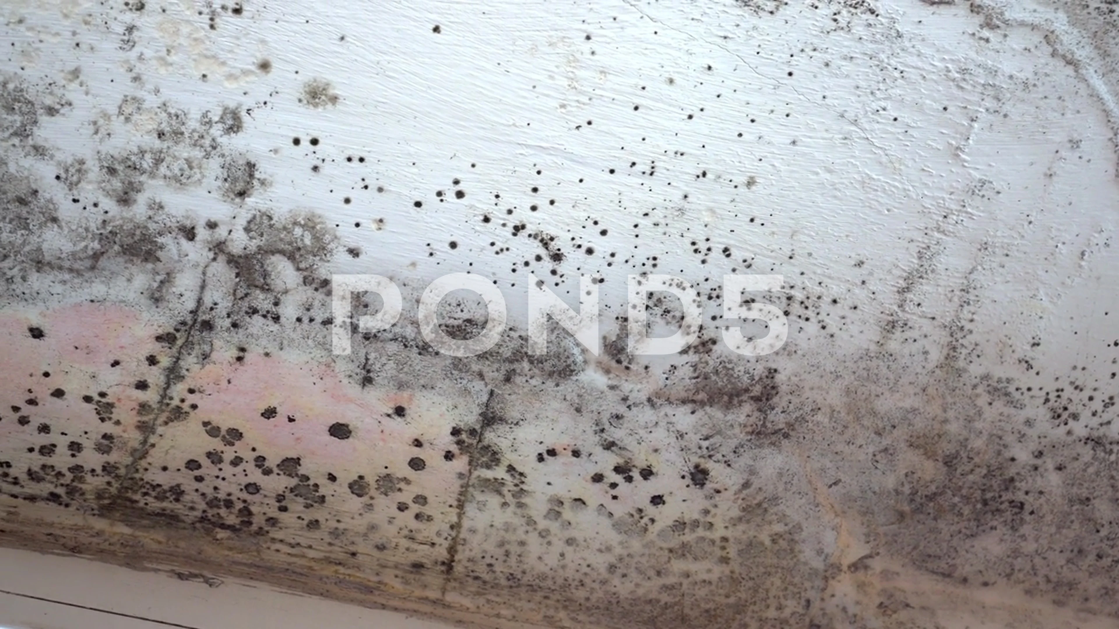 Black Mold - Stachybotrys  Where is it found and what to do