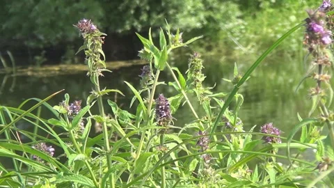 Stachys palustris inflorescence, marsh sedge, sedge, flora of Ukraine. Stock Footage 340186201
