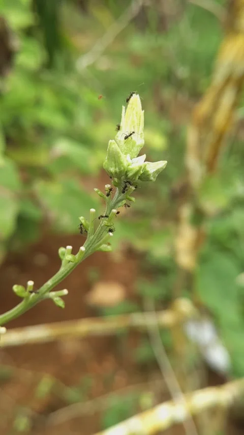 Stachys recta plant, commonly known as stiff hedgenettle plant. Stock Footage 321767378