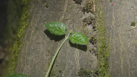 The Stachys sylvatica plant parasitizes a tree trunk Video stock 334657188