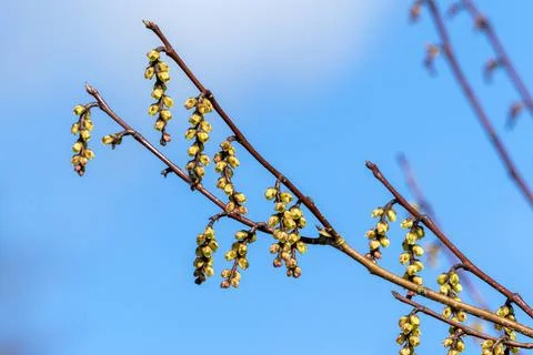 Stachyurus praecox 写真素材