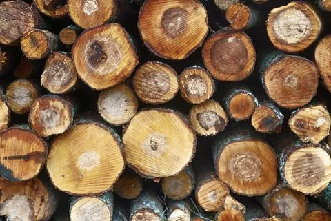 Stack of alder logs that was cut down in the autumn Stock-Fotos