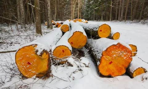 Stack of alder tree logs under snow by road, Bialowieza Forst, Poland, Europe Stock Photos