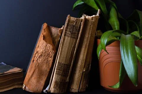 Stack of ancient books and big pot with green plant Stock Photos