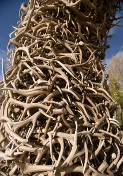 Stack of antlers from the elk reserve Fotos de archivo