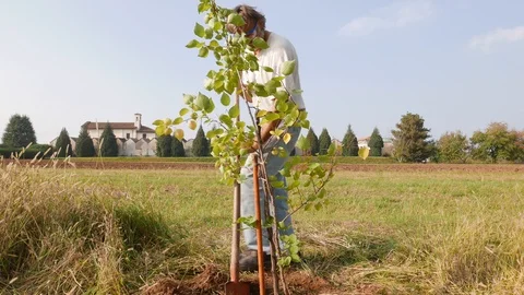  stack Apricot tree Stock Footage 97159034