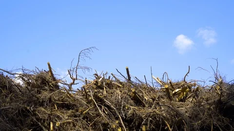 Stack of arranged logs in the sky background Stock-Footage 94430081