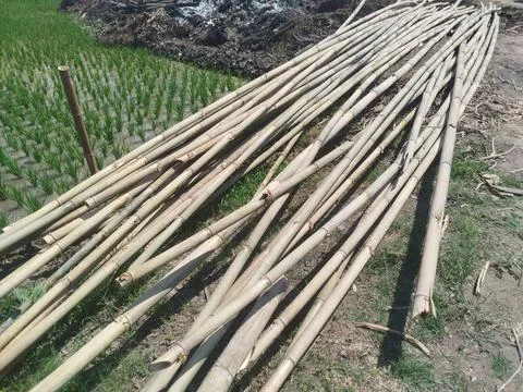 A stack of bamboo poles at the edge of the rice field. 스톡 사진