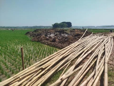 A stack of bamboo poles at the edge of the rice field. Фото