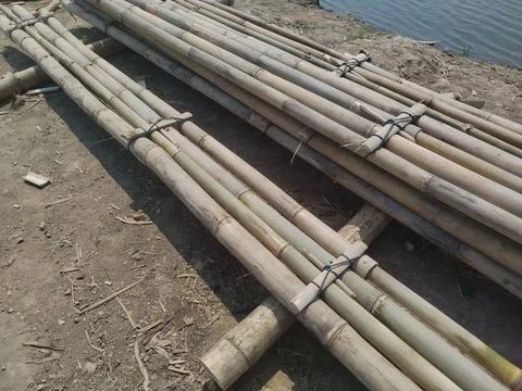 A stack of bamboo poles at the edge of the rice field. Фото