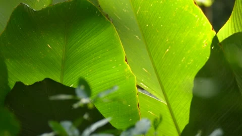 A stack of banana leaves with sun shining through. green nature backdrop Stock Footage 148700406