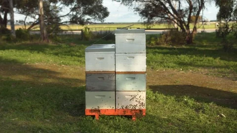 Stack of Beehives with Bees Crawling on Outside of Box. Stock Footage 85269873