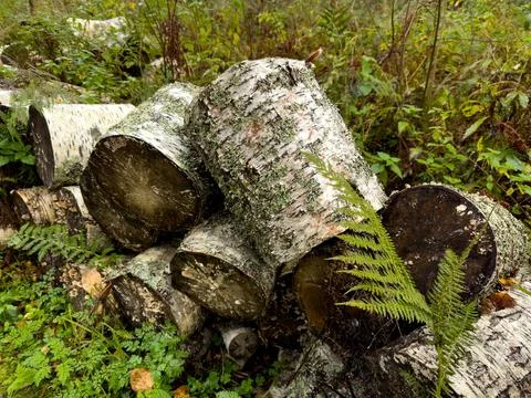 Stack of Birch Logs in a Lush Forest Setting with Ferns Stock Photos