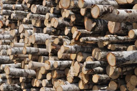 Stack of birch logs Stock Photos