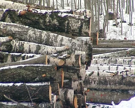 Stack birch tree trunk Stock Footage 11010690