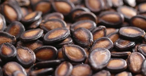 Stack of Black Melon Seeds Stock Footage 85409404