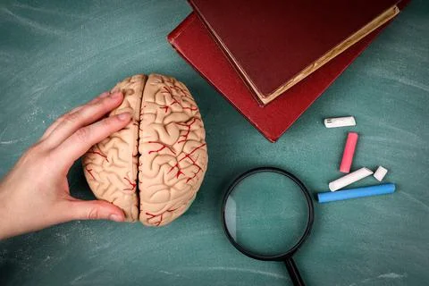 Stack of books, brain model and magnifying glass on a green chalkboard Foto stock