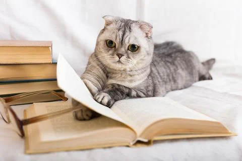 Stack of books, glasses and Scottish cat Foto stock