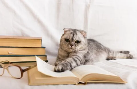 Stack of books, glasses and Scottish cat Stock Photos