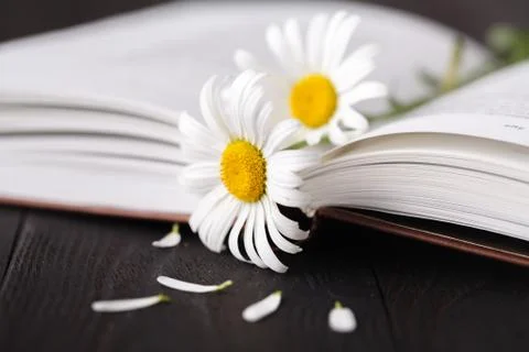 Stack of books with small bunch of daisies Stock Photos