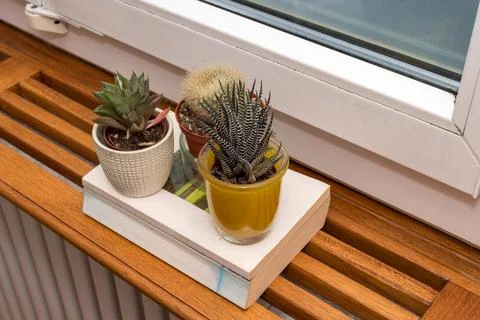 Stack of books with succulent and cactus plants near window 库存照片